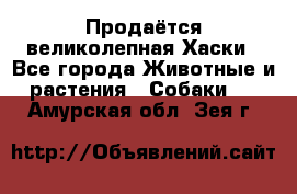 Продаётся великолепная Хаски - Все города Животные и растения » Собаки   . Амурская обл.,Зея г.